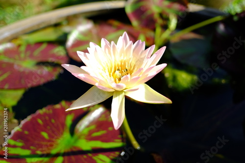 Beautiful old rose pink lotus or water lily flower in pond