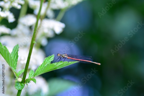 Female early Adonis dragonfly   (  Pyrrhosoma nymphula  )  on plant in nature photo