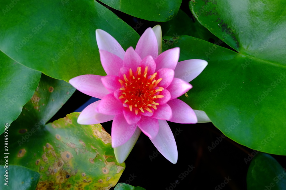 Beautiful old rose pink lotus or water lily flower in pond Beautiful old rose pink lotus or water lily flower in pond