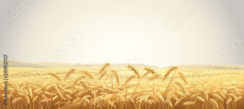 Rural autumn landscape with fields and ears of wheat in the foreground