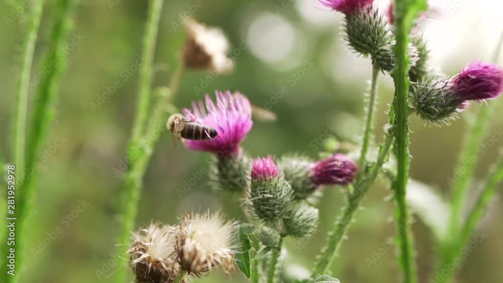 Bee on violet thistle flower collecting nectar. Common thistle (Cirsium vulgare) flower, also known as spear thistle or bull thistle. Bee on violet thistle flower collecting nectar. Common thistle (Cirsium vulgare) flower, also known as spear thistle or bull thistle.