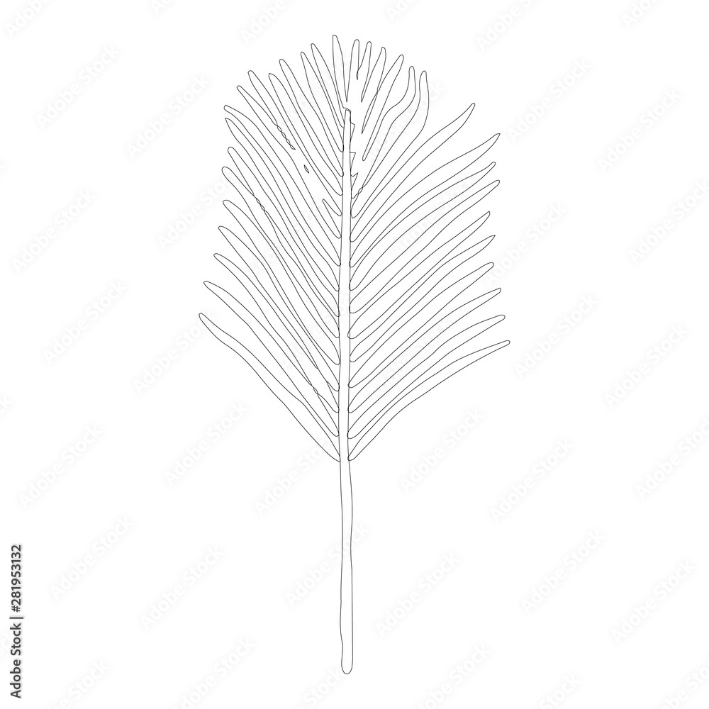 Areca palm leaf in black outline on white background Areca palm leaf in black outline on white background