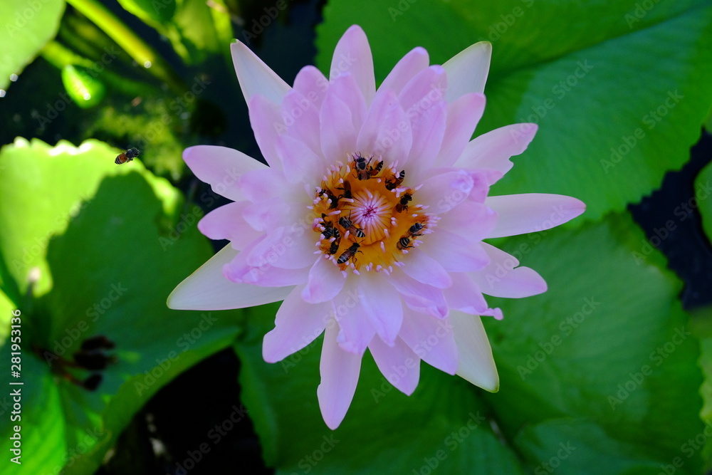 Beautiful old rose pink lotus or water lily flower in pond Beautiful old rose pink lotus or water lily flower in pond