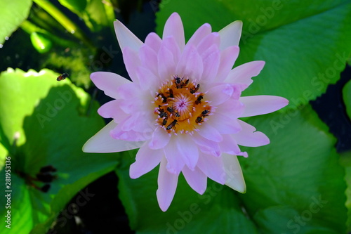 Beautiful old rose pink lotus or water lily flower in pond