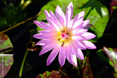 Beautiful old rose pink lotus or water lily flower in pond