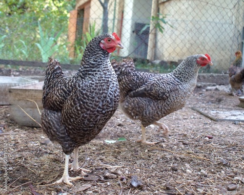 Breed of French chicken called 