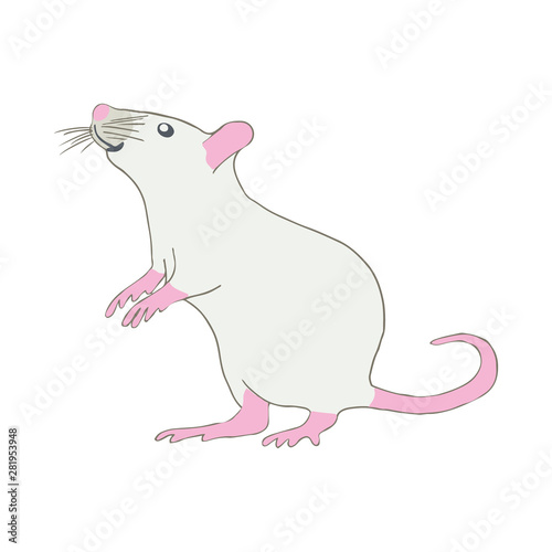 Curious rat with pink paws on white background.