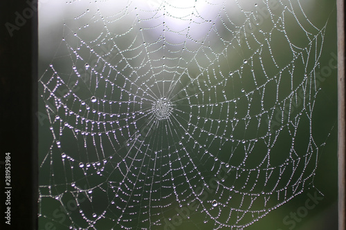 Beautiful spider web with dew drops. Shiny web. © timonina