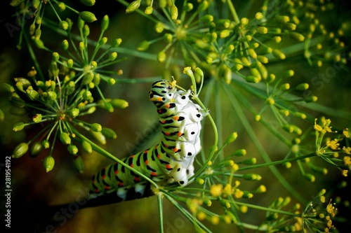 caterpillar of a swallowtail Papilio machaon on fresh green fragrant dill Anethum graveolens in the garden. Garden plant. Caterpillar feeding on dill. butterfly known as the common yellow swallowtail. © ImageSine
