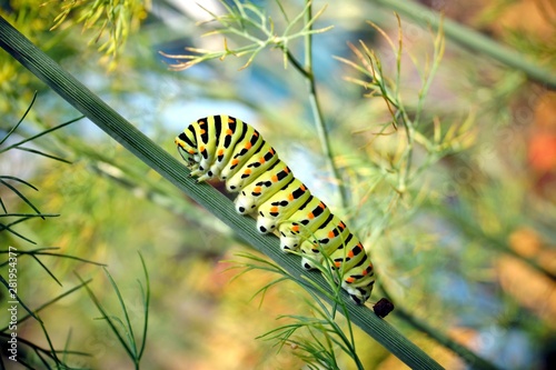caterpillar of a swallowtail Papilio machaon on fresh green fragrant dill Anethum graveolens in the garden. Garden plant. Caterpillar feeding on dill. butterfly known as the common yellow swallowtail. photo