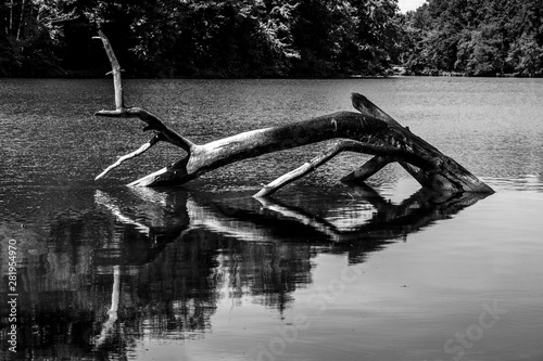 Baum im See