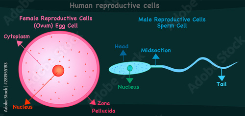 Human reproductive cells. Female cell ovum or egg, male cell sperm. Reproduction in humans and animals. Simple annotated. Pink blue. Green dark background. Editable 2d vector illustration