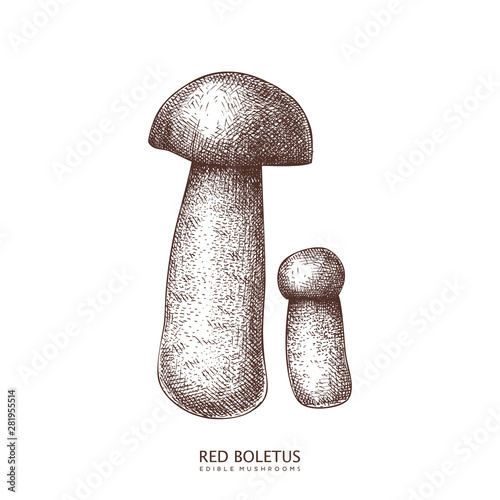 Red-cap bolete - Aspen mushroom vector illustration. Hand drawn food drawing. Edible red boletus sketch. Organic vegetarian product. Perfect for recipe, menu, label, packaging, Vintage mushrooms set.