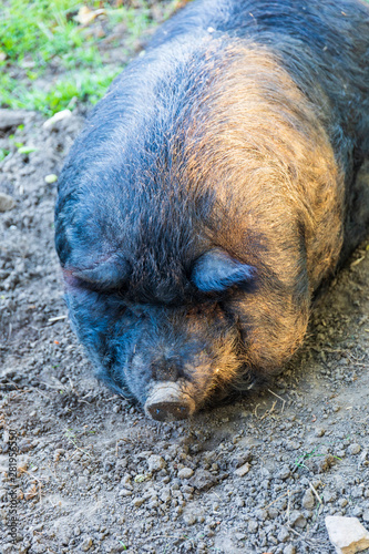 Hog sleeping in dirt