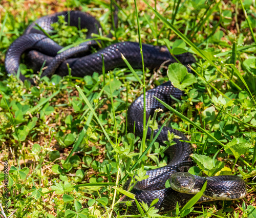 Female black rat snake photo