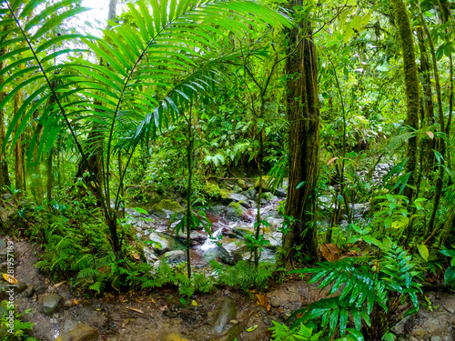 Green plants in Basse Terre jungle