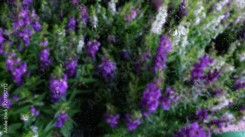 Realistic rain drops on glass window from the flower garden, 4K video.
