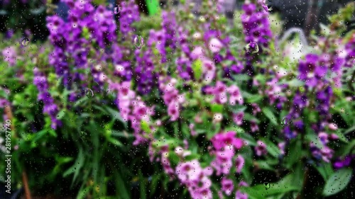 Realistic rain drops on glass window from the flower garden, 4K video.