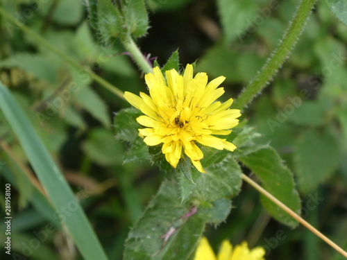 Flower  photo