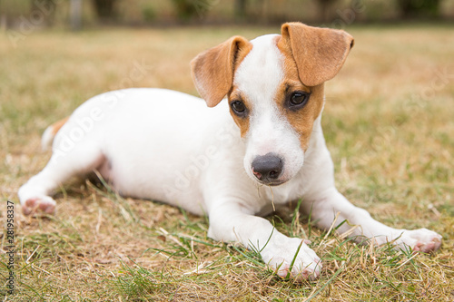 Three-month Puppy breed Jack Russell Terrier walking on the lawn. Dog breeding. Pets and care.