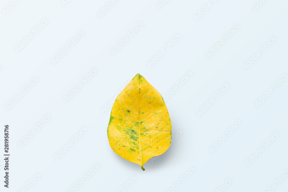 Naklejka premium One yellow leaf is placed on a blue background.