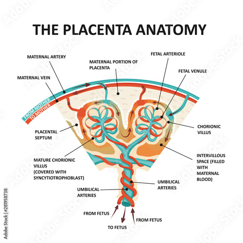 Human Fetus Placenta Anatomy. Placental structure and circulation. photo