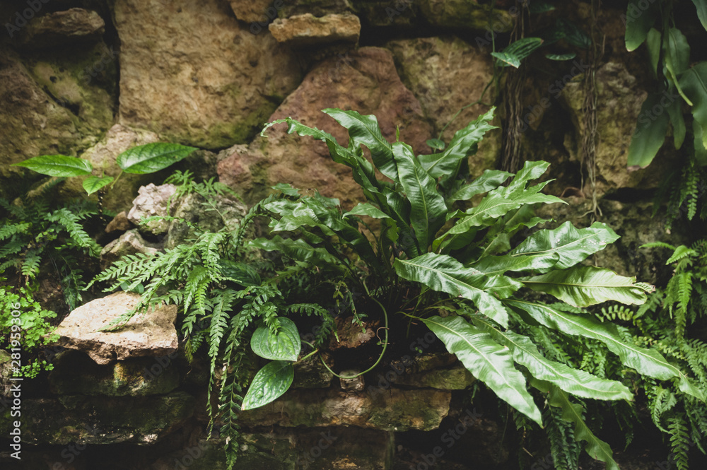 Tropical plants and ferns growing in the rocks , background