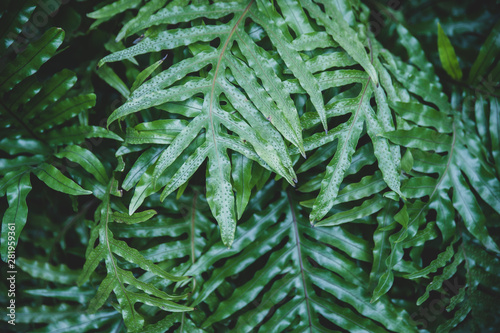 Exotic green background of tropical leaves, stylish fashionable summer pattern photo