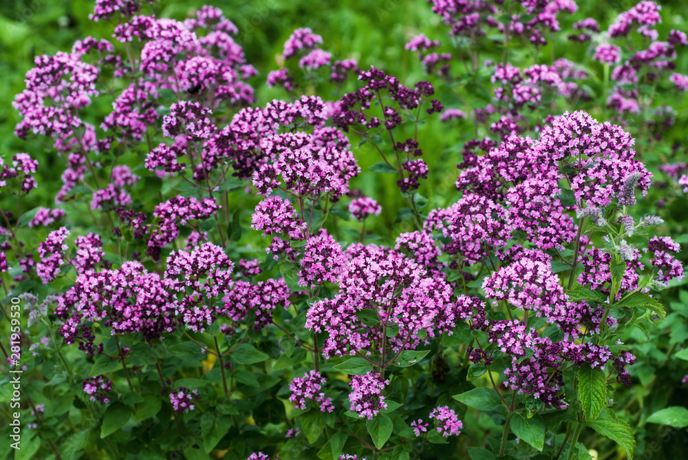 Fresh herbs and flowers  oregano in the garden