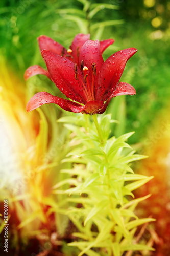 Red lily blooming in summer...