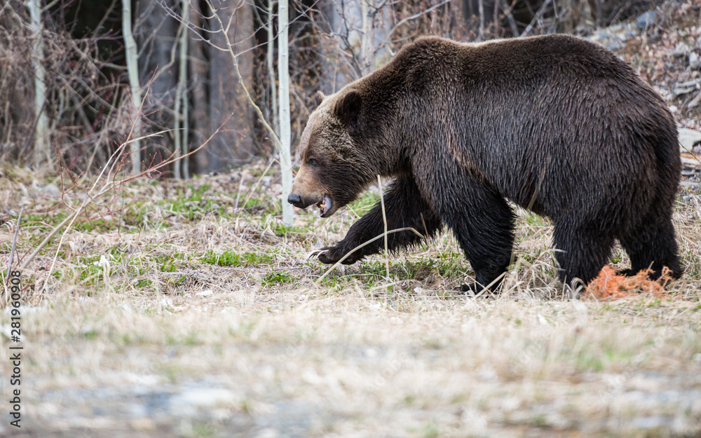 Grizzly bear in the spring