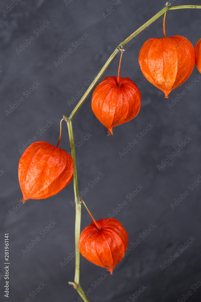 Frame from bright orange physalis branch on blue gray concrete background. Autumn, invitation concept. Close-up, copy space, vertical format, layout design Frame from bright orange physalis branch on blue gray concrete background. Autumn, invitation concept. Close-up, copy space, vertical format, layout design