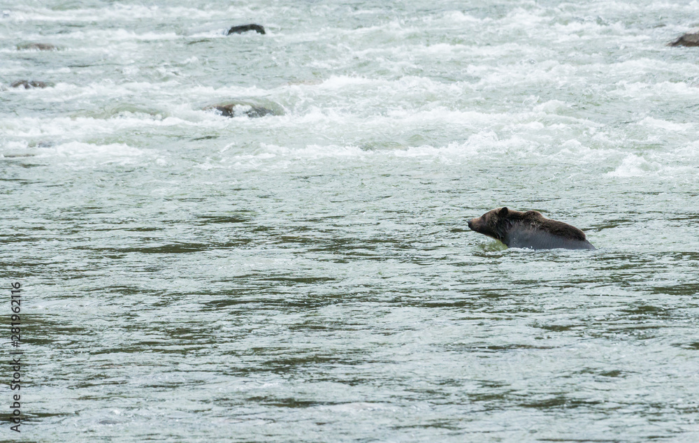 Obraz premium Grizzly bear in the spring