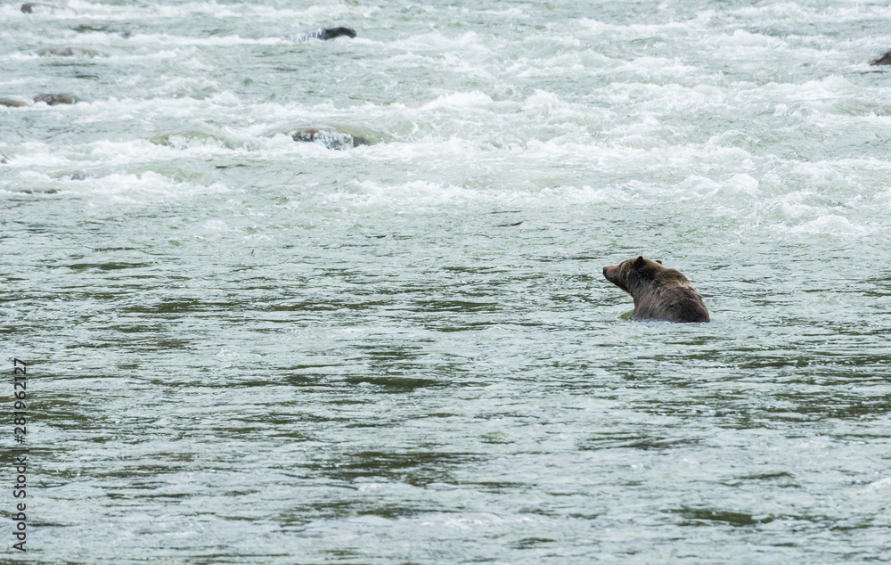 Fototapeta premium Grizzly bear in the spring