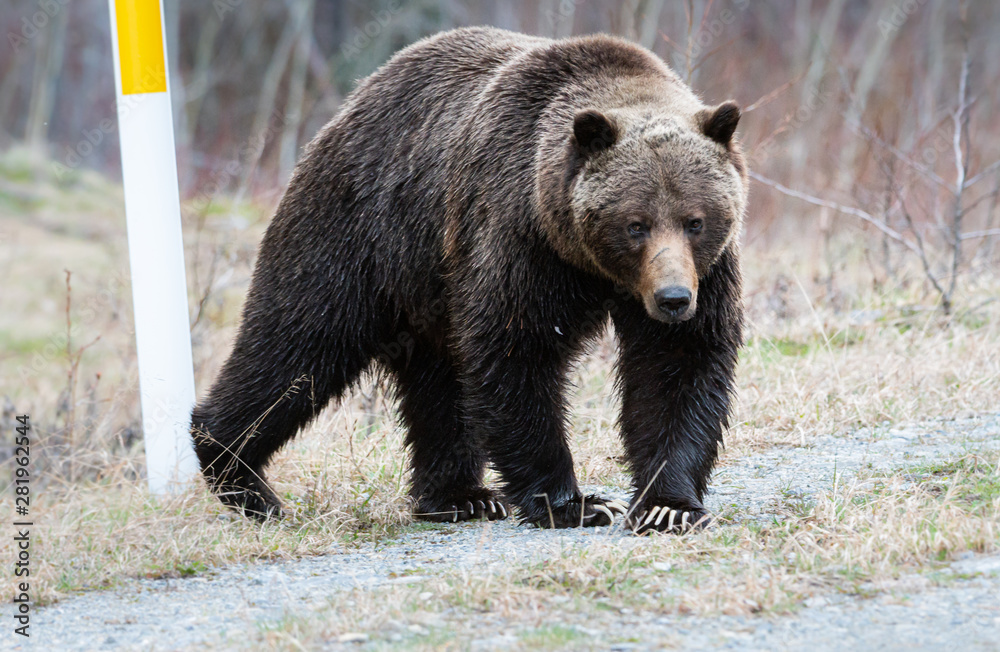 Fototapeta premium Grizzly bear in the spring
