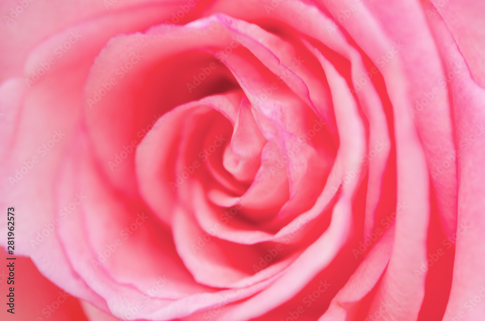 Pink roses blurred with blurred pattern background. Pink roses blurred with blurred pattern background.
