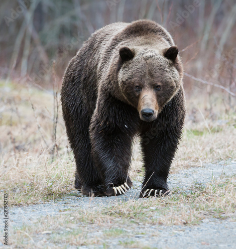 Grizzly bear in the spring