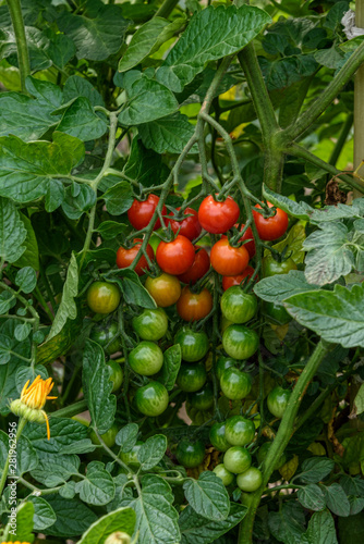 bunch of ripe and unripe cherry tomatoes on a Bush in the garden