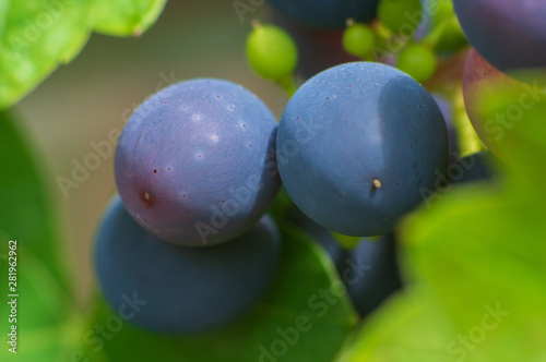 macro of berries of grape-vine growing in a garden, vine (Vitis vinifera 'Mitschurinski', Vitis vinifera Mitschurinski), cultivar Mitschurinski
