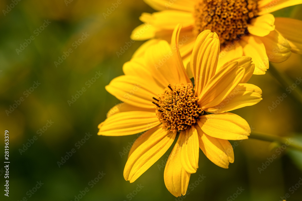 Field flower with yellow petals close-up, macro. In natural environment in summer Field flower with yellow petals close-up, macro. In natural environment in summer
