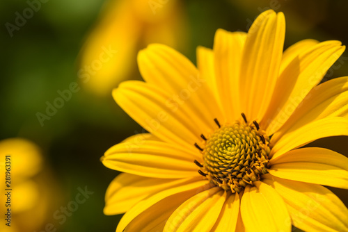 Field flower with yellow petals close-up, macro. In natural environment in summer