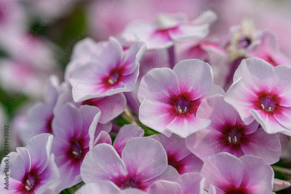 White-pink wildflowers close-up in the natural environment White-pink wildflowers close-up in the natural environment