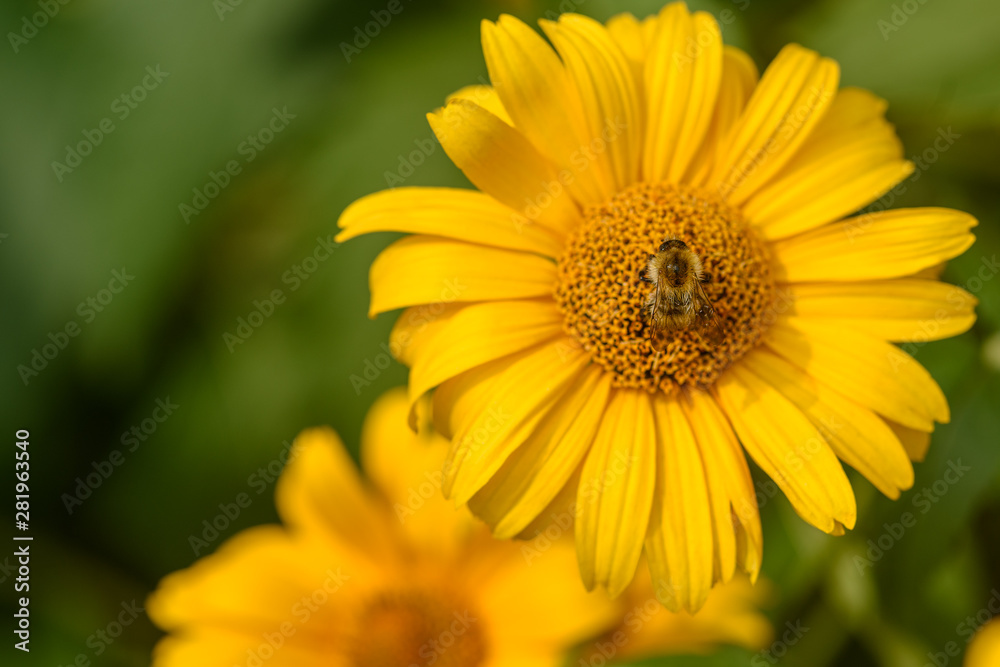 Bee collecting pollen on yellow flower, closeup Bee collecting pollen on yellow flower, closeup