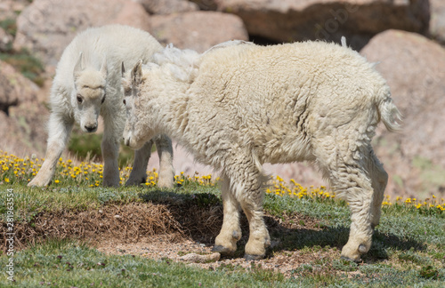 Cute Mountain Goat Kid in Colorado in Summer