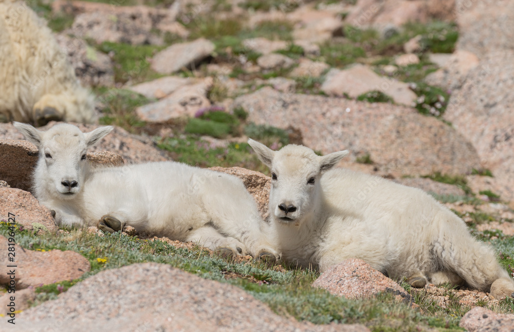 Cute Mountain Goat Kid in Colorado in Summer Cute Mountain Goat Kid in Colorado in Summer