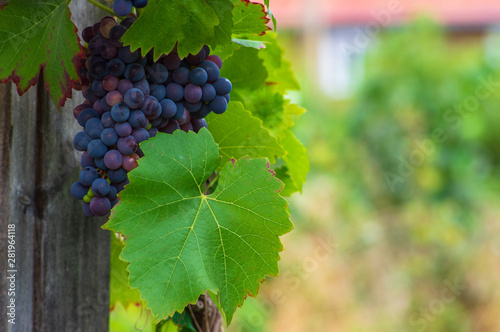 close-up berries and leaves of grape-vine growing in a garden, vine (Vitis vinifera 'Mitschurinski') copy space to the right with blurred background