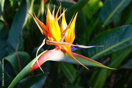 Orange bird of paradise strelitzia flower