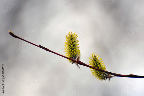 branch of willow