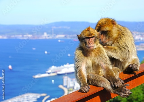View of two wild Barbary Macaque monkeys grooming each other at the top of the Rock of Gibraltar © eqroy