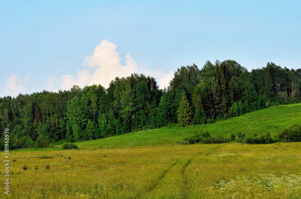 landscape, sky, nature, grass, forest